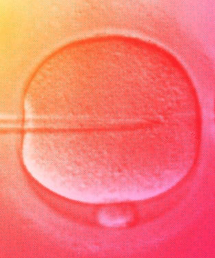 Egg_Donation_Opener_V4