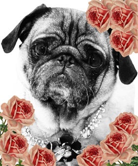 sample-sale-animal-Best-Friends-280