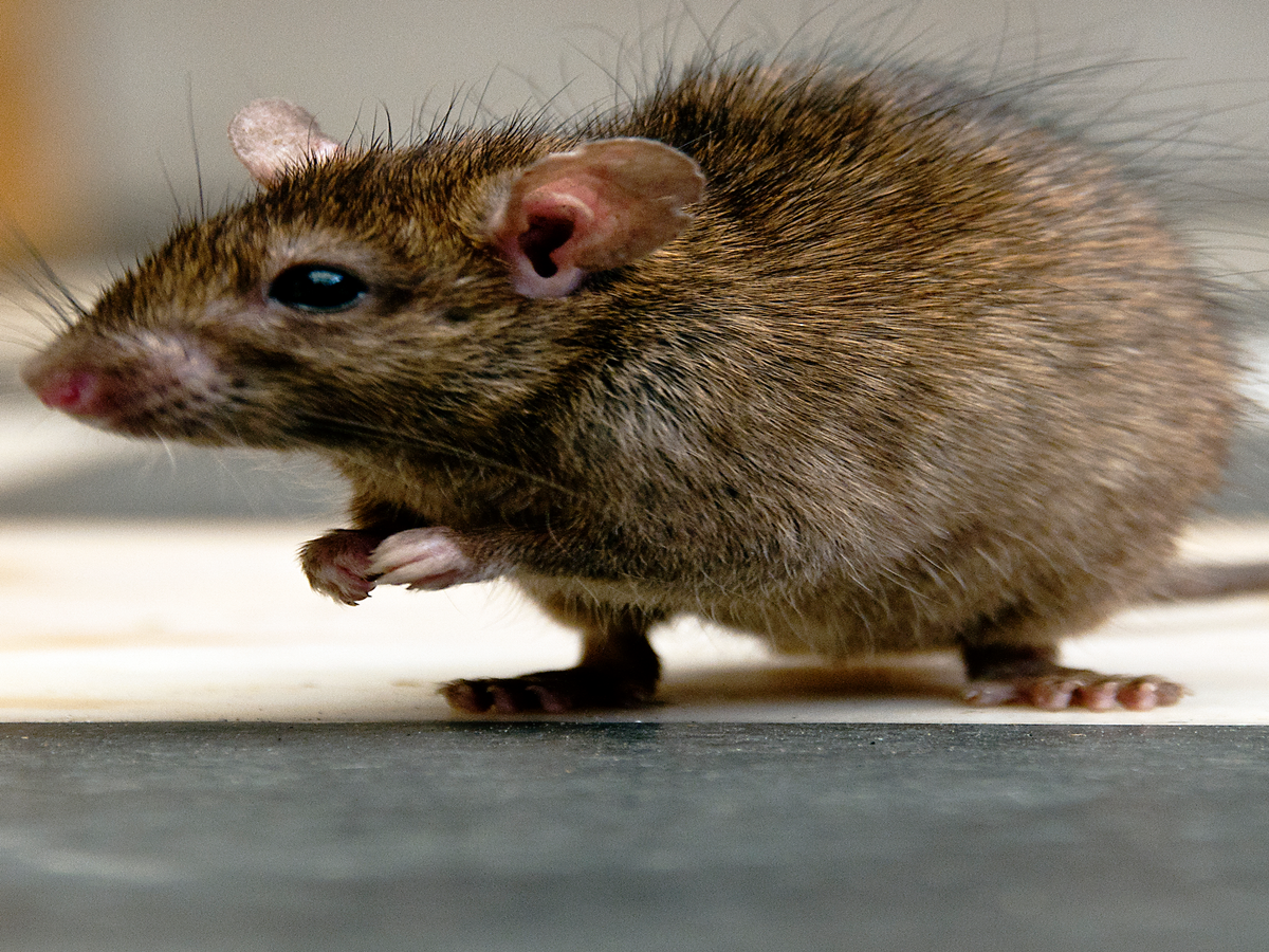 These Women Are The Queens Of Rat Removal