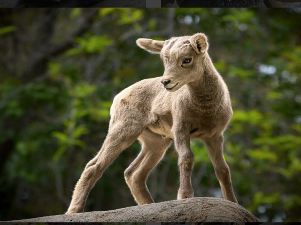 Comedian Posts Hilarious (Fake) Animal Facts In Zoo