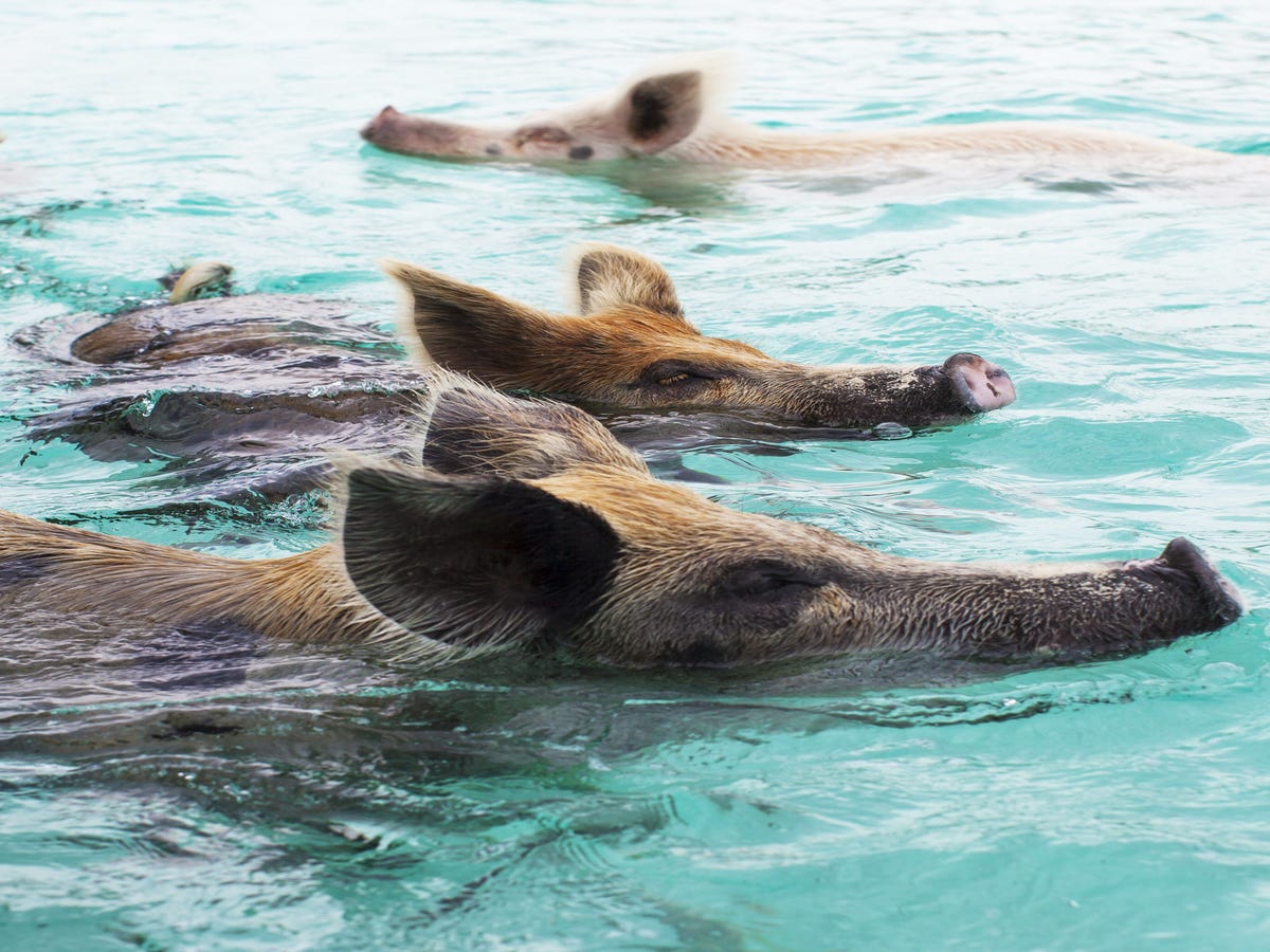 The Famous Pigs From The Bachelor Island Date Are Dying