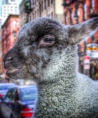 Meet The Adorable Orphaned Baby Lamb Of NYC