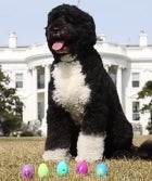 Watch: Bo Obama, Master Of The Egg Hunt, Is The Cutest Search Dog, Ever 