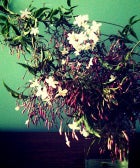 Grocery Store Flowers Are For Rookies! Give Better Blooms This Year