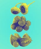 6 Superfoods To Eat Alongside Chia Seeds