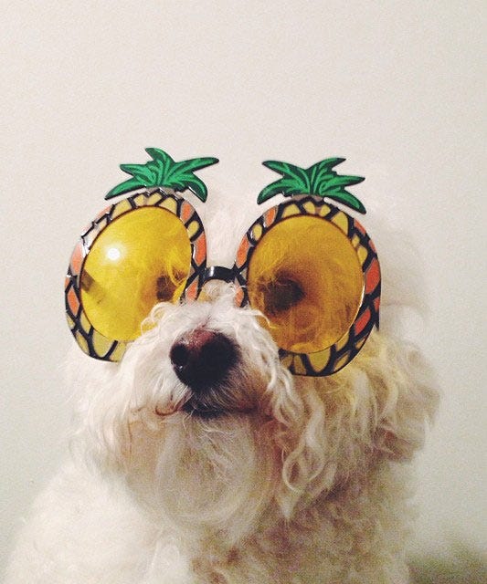 Instagram's Most Aww-Worthy Animals
