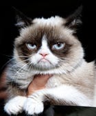 The Science Behind Your Love Of Internet Cats