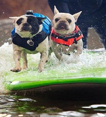Dogs-surfing