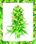 The First Church Of Cannabis Has Been Approved As Tax-Exempt 