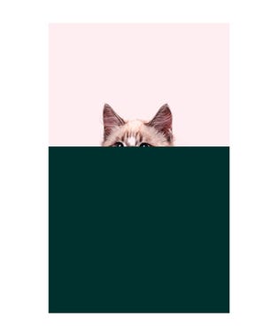 catopener