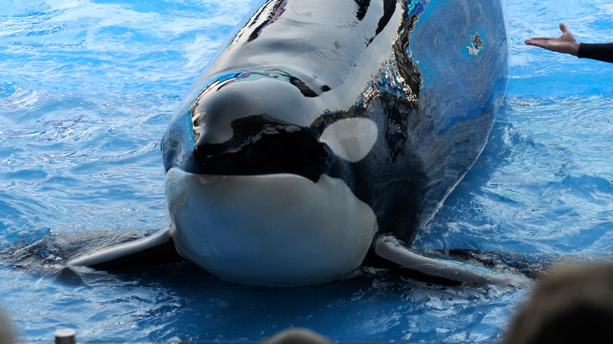 an essay about dolphins Unlike most editing & proofreading services, we edit for everything: grammar, spelling, punctuation, idea flow, sentence structure, & more get started now. an essay about dolphins Unlike most editing & proofreading services, we edit for everything: grammar, spelling, punctuation, idea flow, sentence structure, & more get started now.