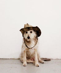 dogdogOP