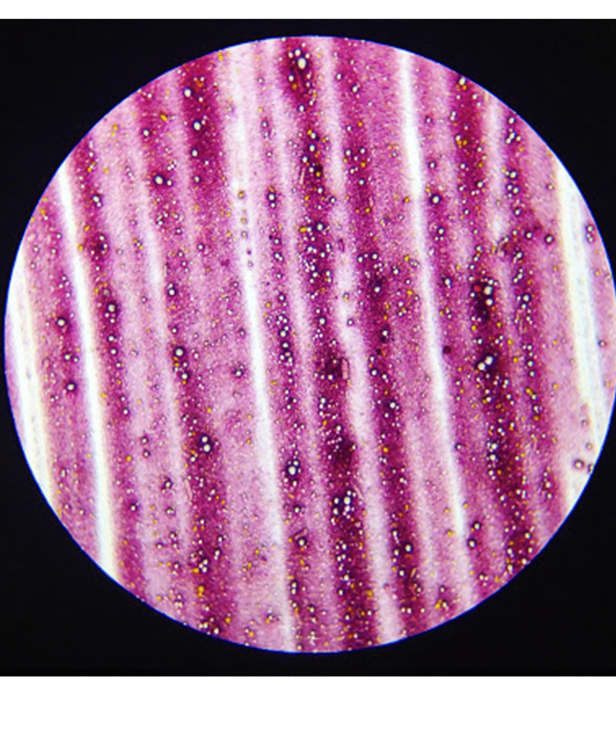 The Scientific Mom Lipstick Pigments Microscope Photos