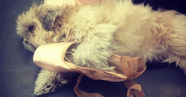 Meet The Adorable Dogs Of The American Ballet Theater - Refinery29