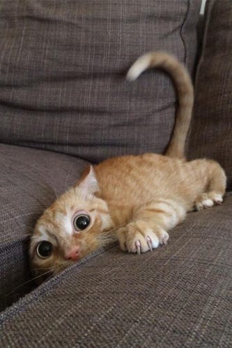 These Adorable Cats Are About To Drop Some Truth Bombs On You