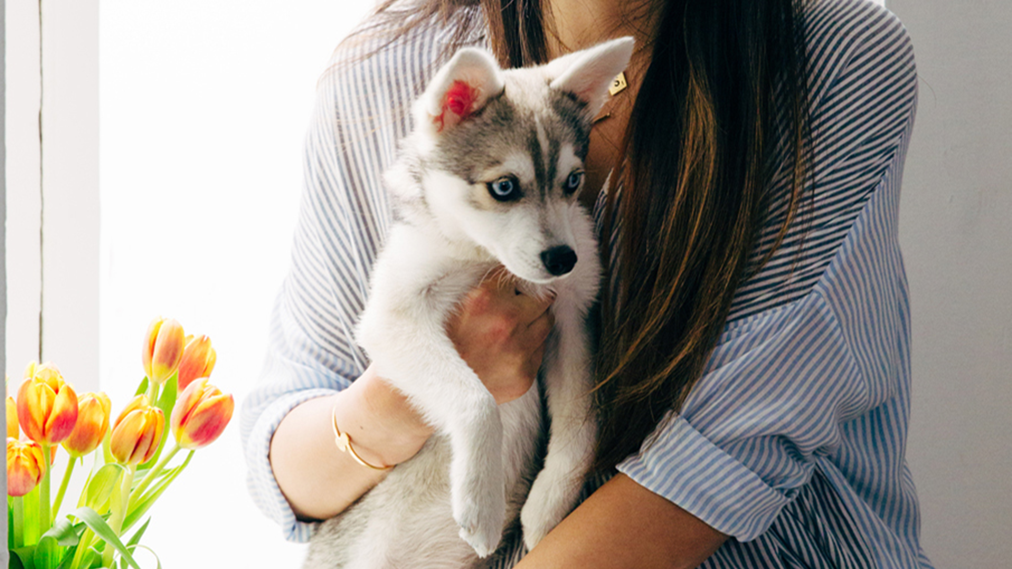 should i shave my golden retriever for summer do huskies need haircuts haircuts models ideas should i shave my golden retriever for summer do huskies need haircuts haircuts models ideas