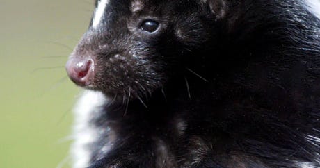 Central Park Skunks - NYC News