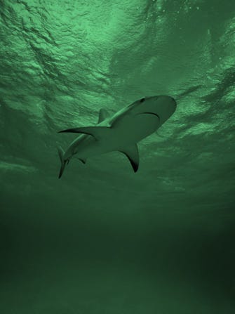 Shark