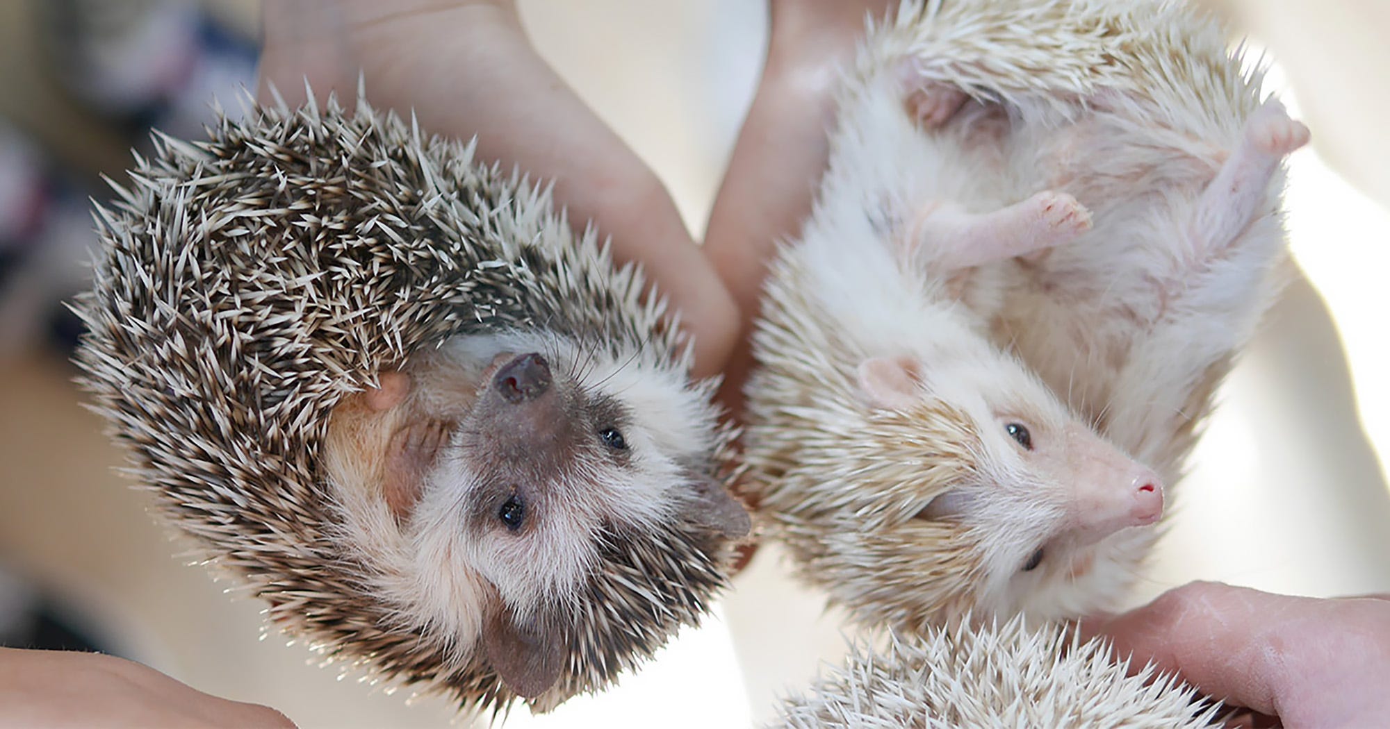 Japanese Hedgehog Cafe Tokyo Experience