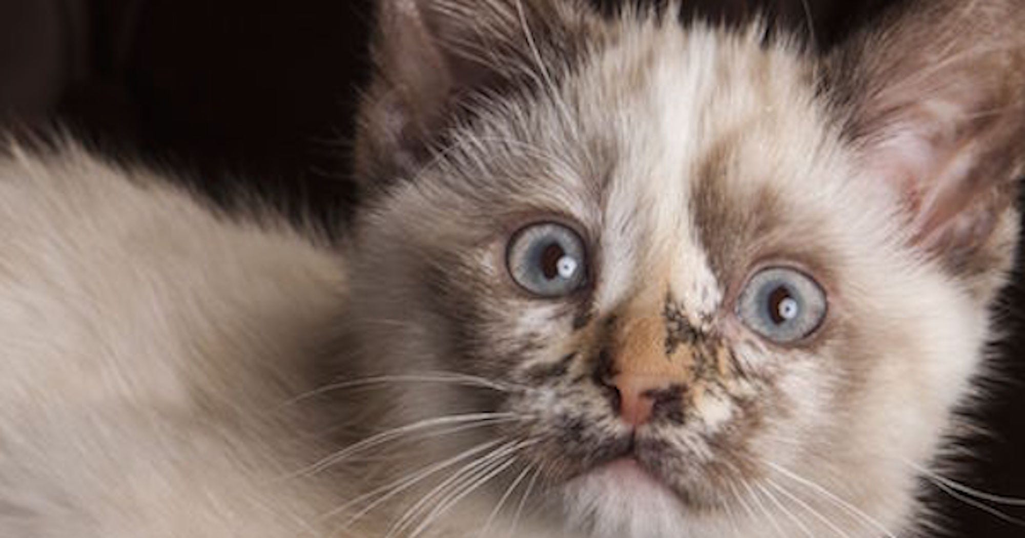 Cats Afraid Of Cucumbers Video