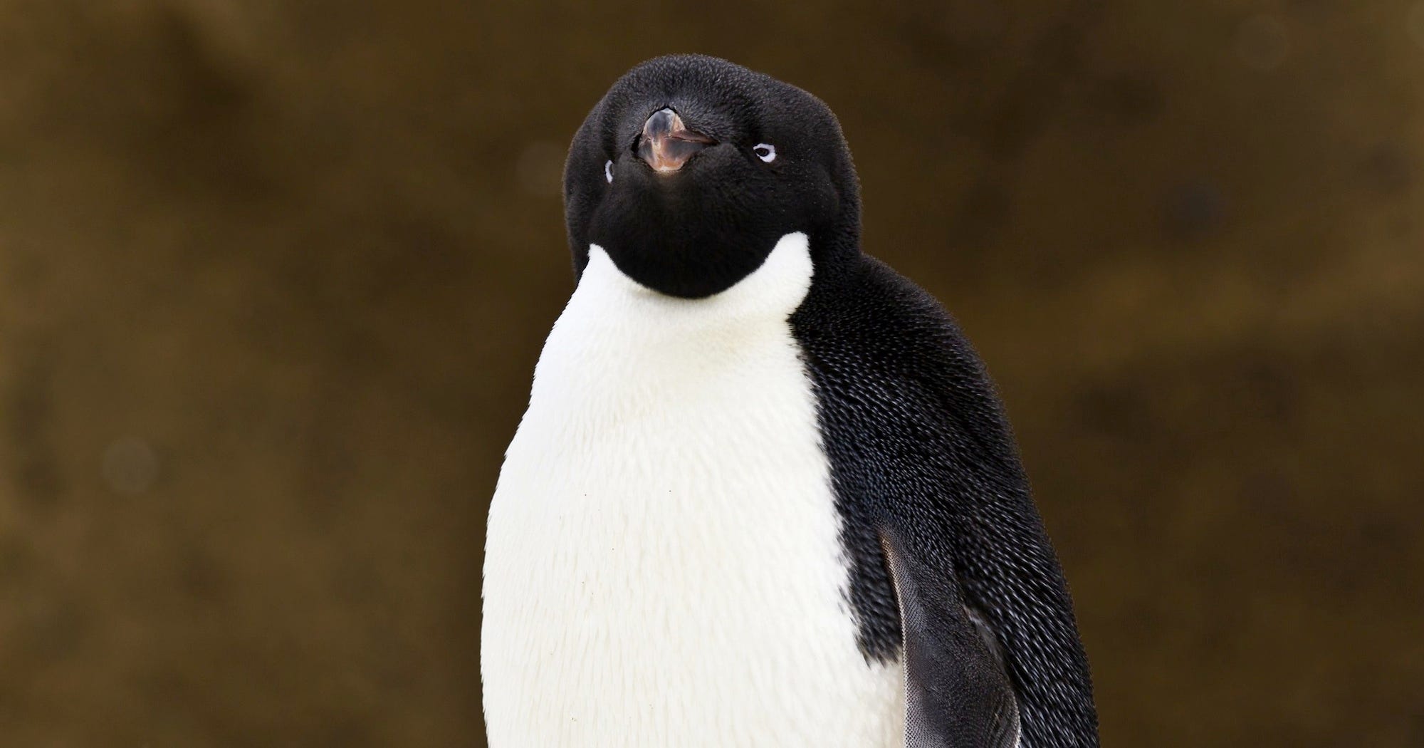 Adelie Penguins Antarctica Die