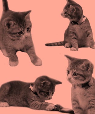 purrfectvday_openerv3