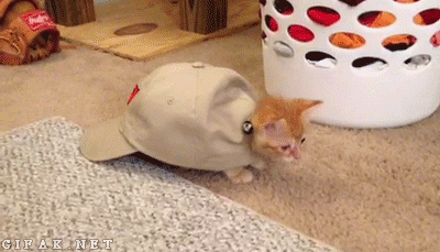 Cat Gifs Funny Images For National Hug Your Cat Day