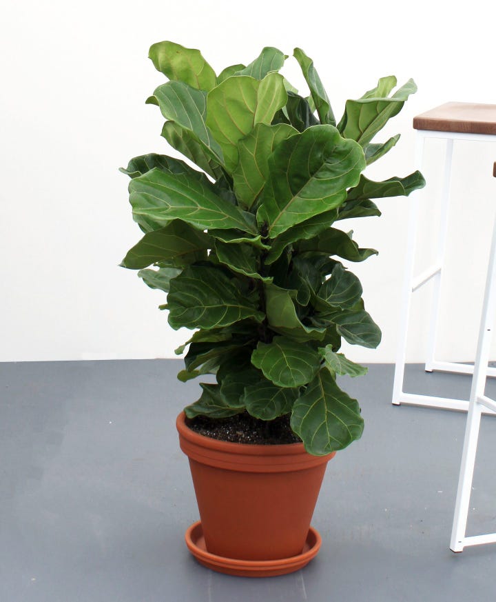 Ing Plants Online Plant S To Order Houseplants The Company S Packaging Is Made From 100 Recyclable Materials And Each Plant Comes Complete