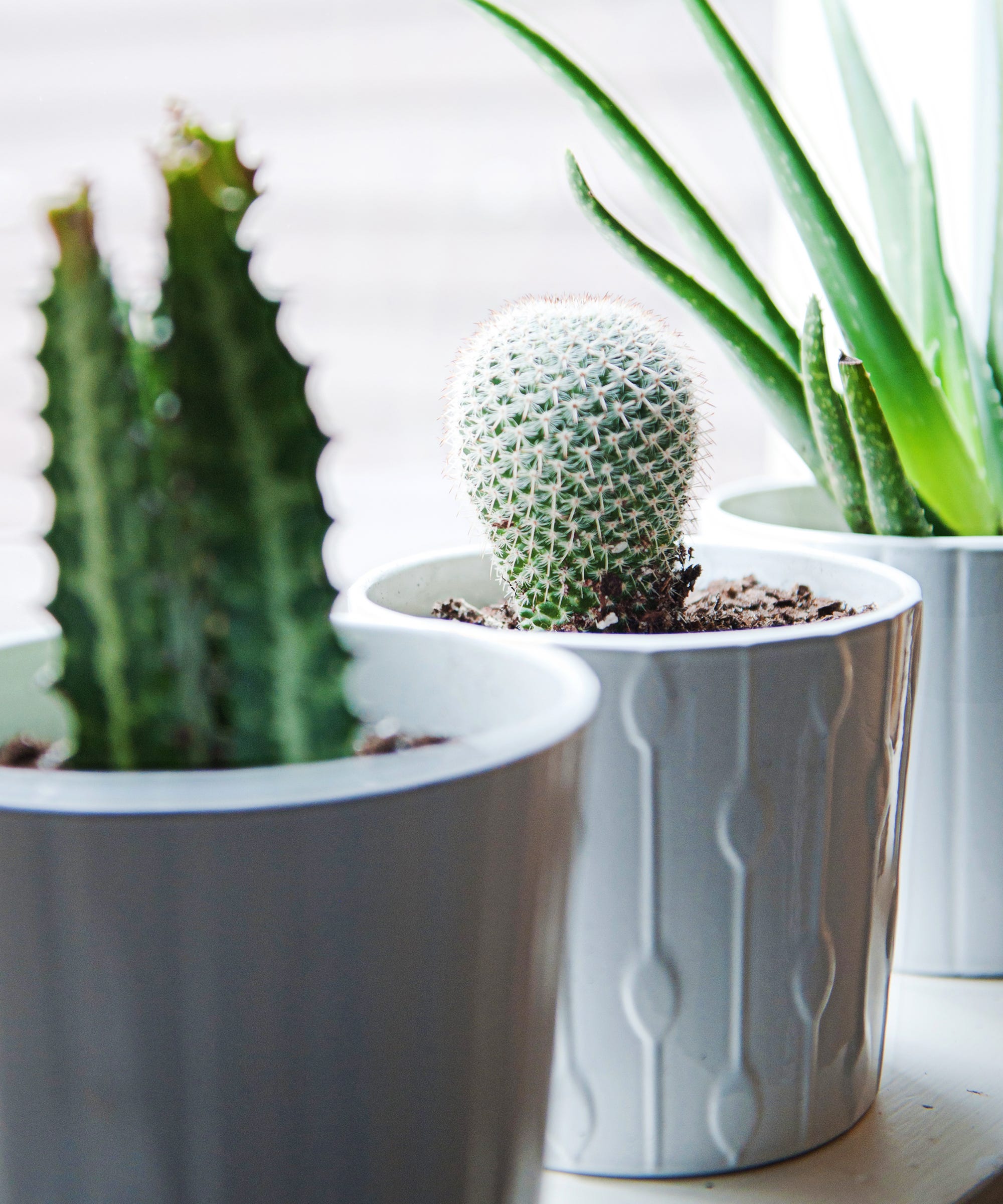 Apartment Gardening Tips Ideas For Small Indoor Es Apartment Gardening Is The Latest Trend In House Plants But What It