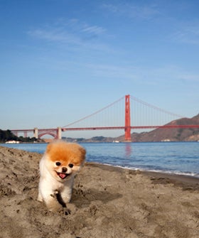 Boo Little Dog In Big City