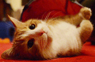 Cat Gifs Funny Images For National Hug Your Cat Day