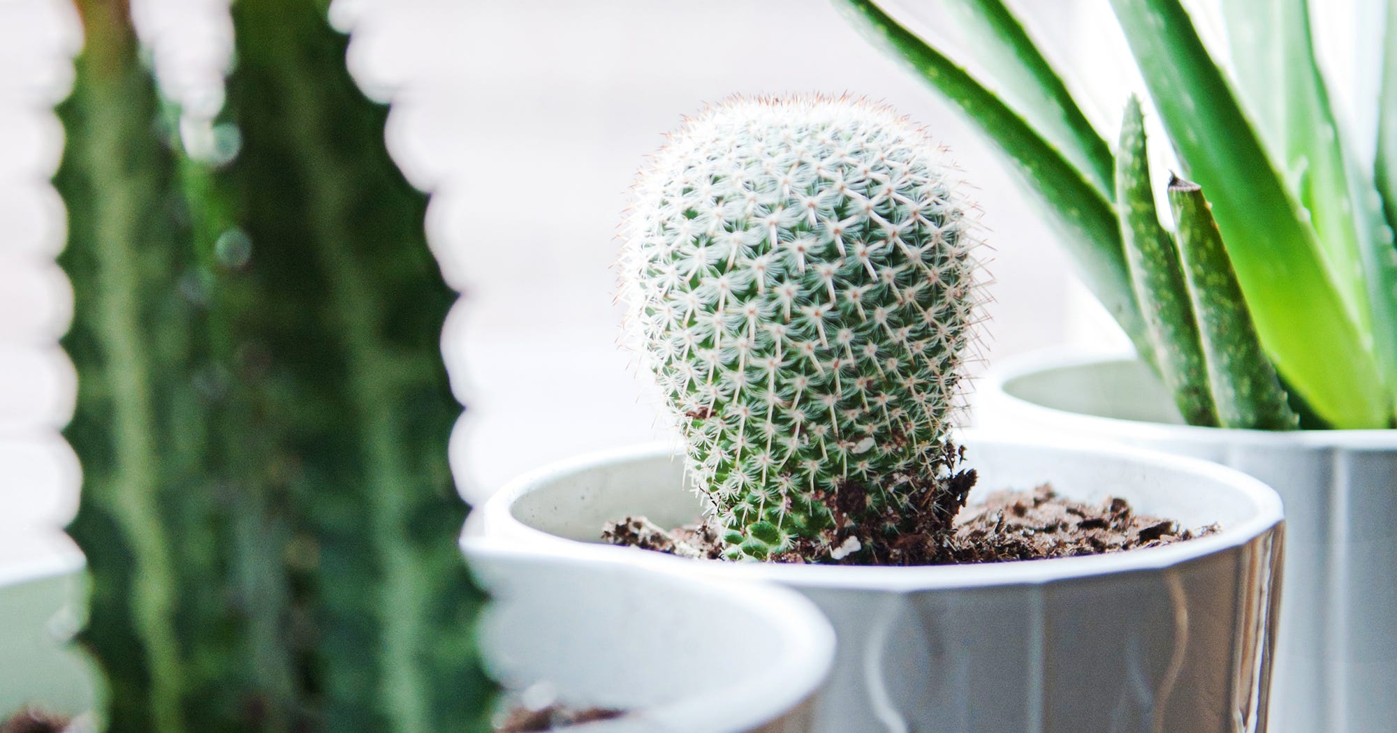 Apartment Gardening Tips Ideas For Small Indoor Es