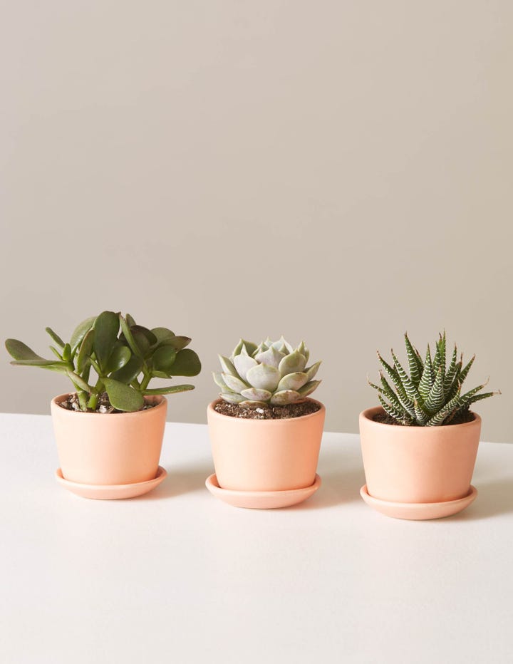 Ing Plants Online Plant S To Order Houseplants Photo Courtesy Of The Sill