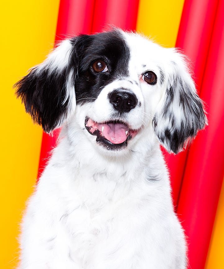 Perfume Fragrance Safe For Dogs Burts Bees Spray