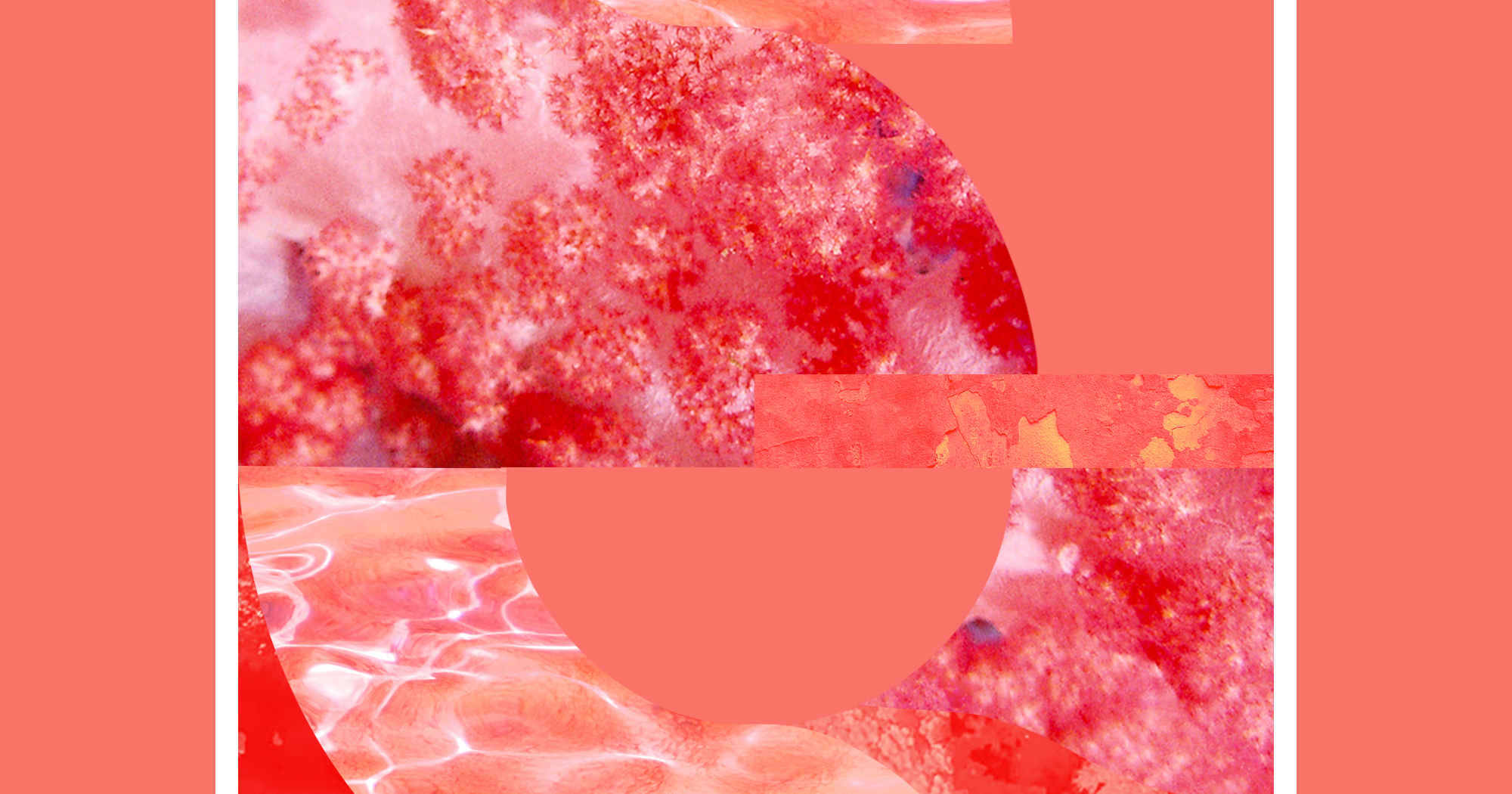 Pantone 2019 Color Of The Year Is Vibrant Living Coral