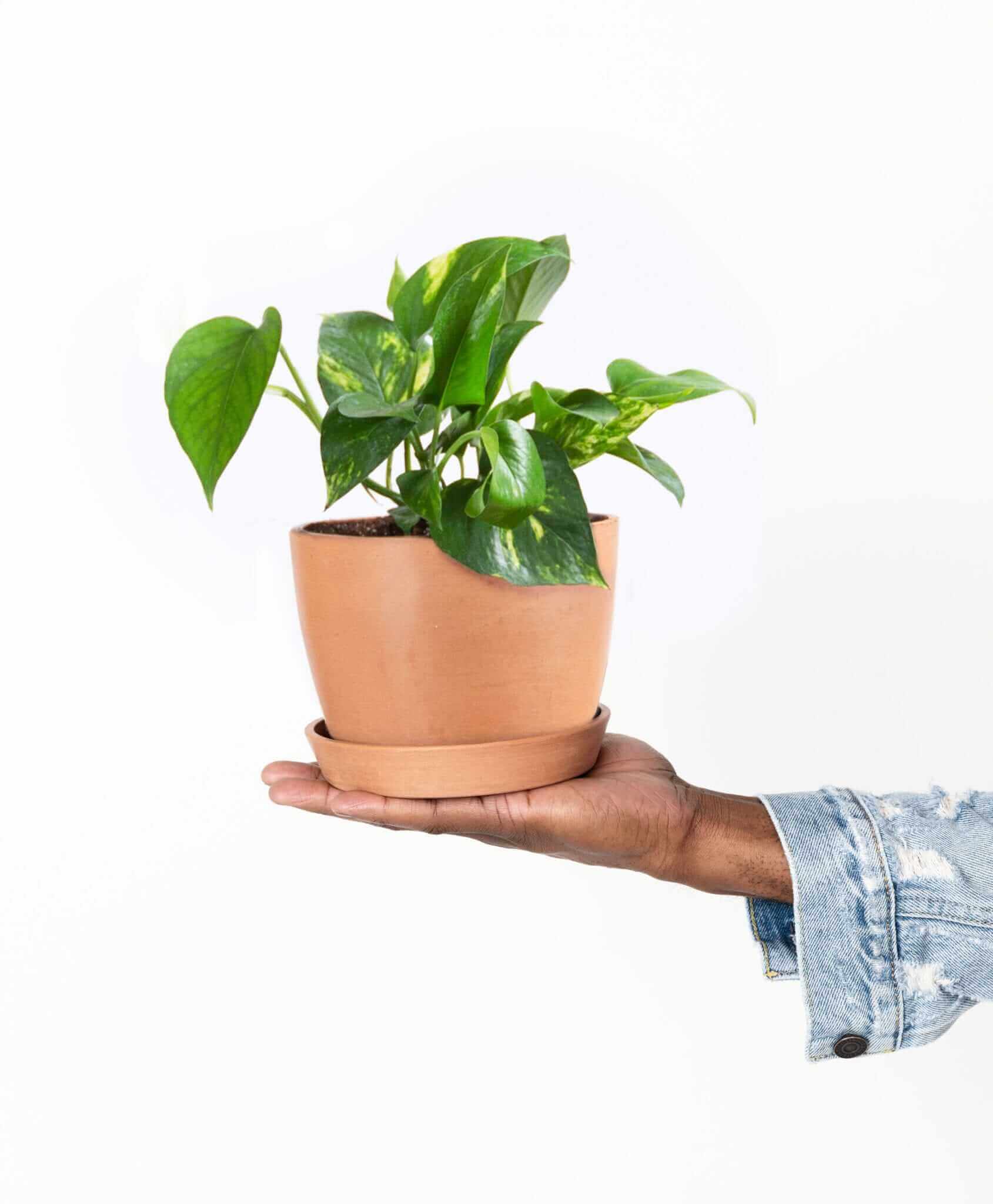 Best Desk Plants That Bring Life To Any Office Space