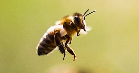 Racist Ice Cream Song, Topshop Bees