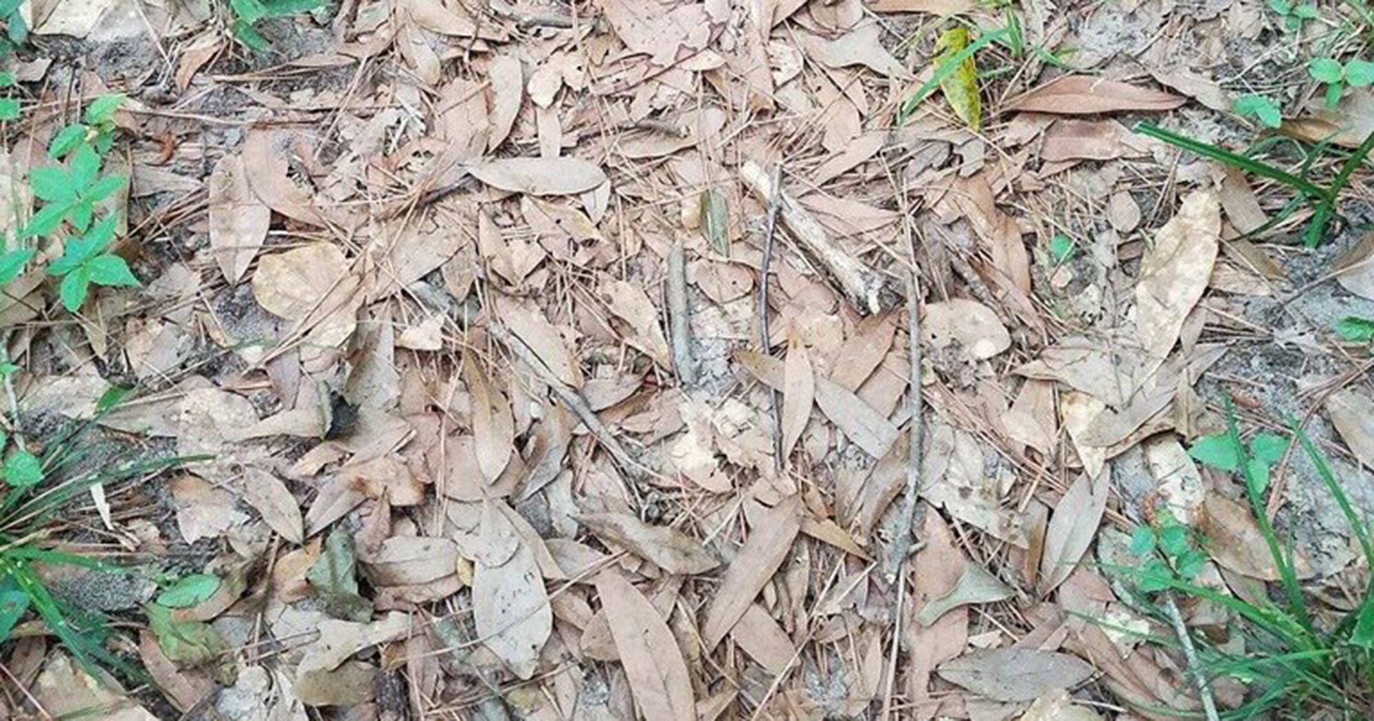 Spot Snake Pile Of Leaves Puzzle Twitter Viral Photo
