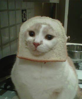 cats wearing bread