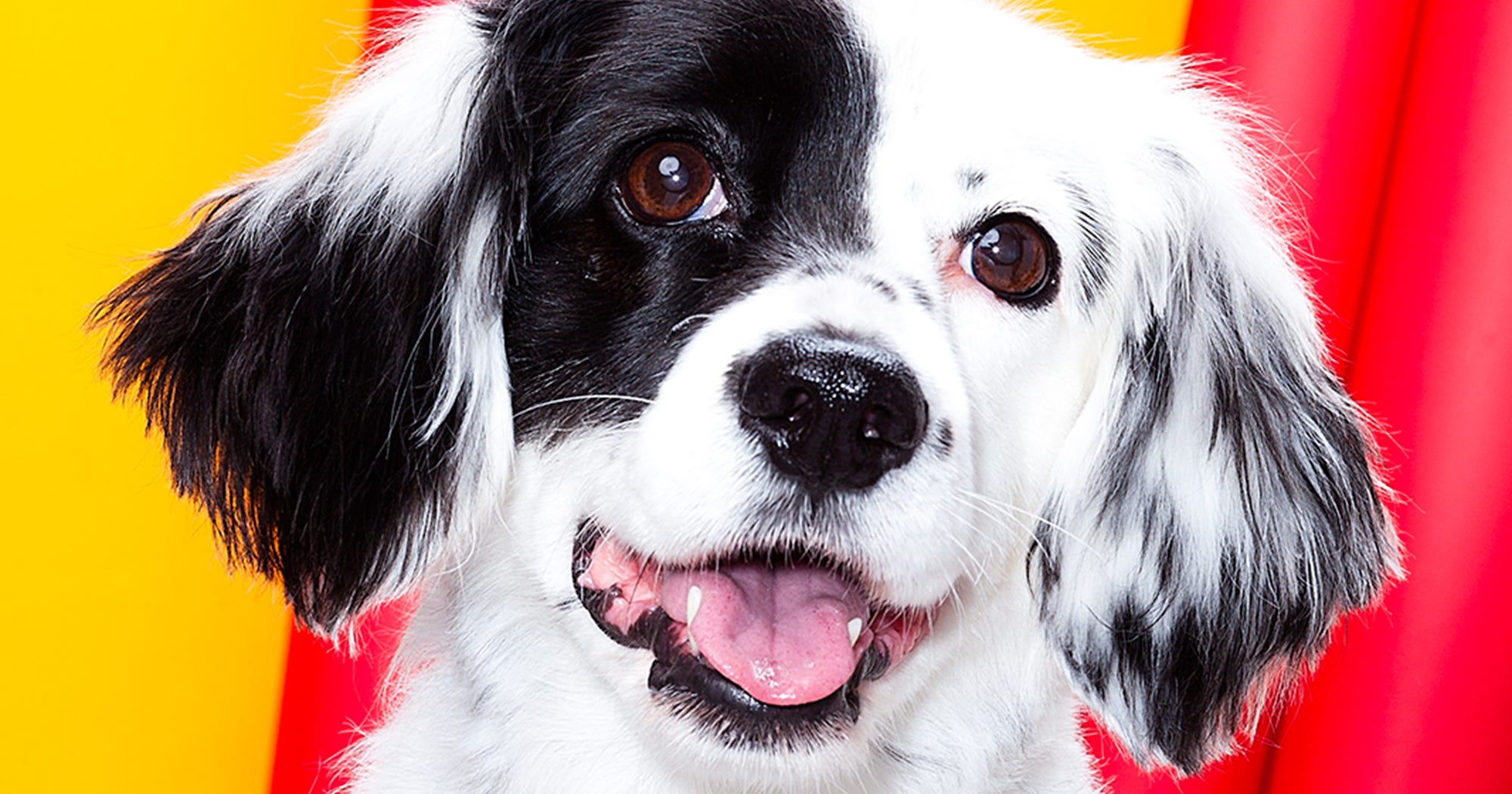 Perfume Fragrance Safe For Dogs Burts Bees Spray