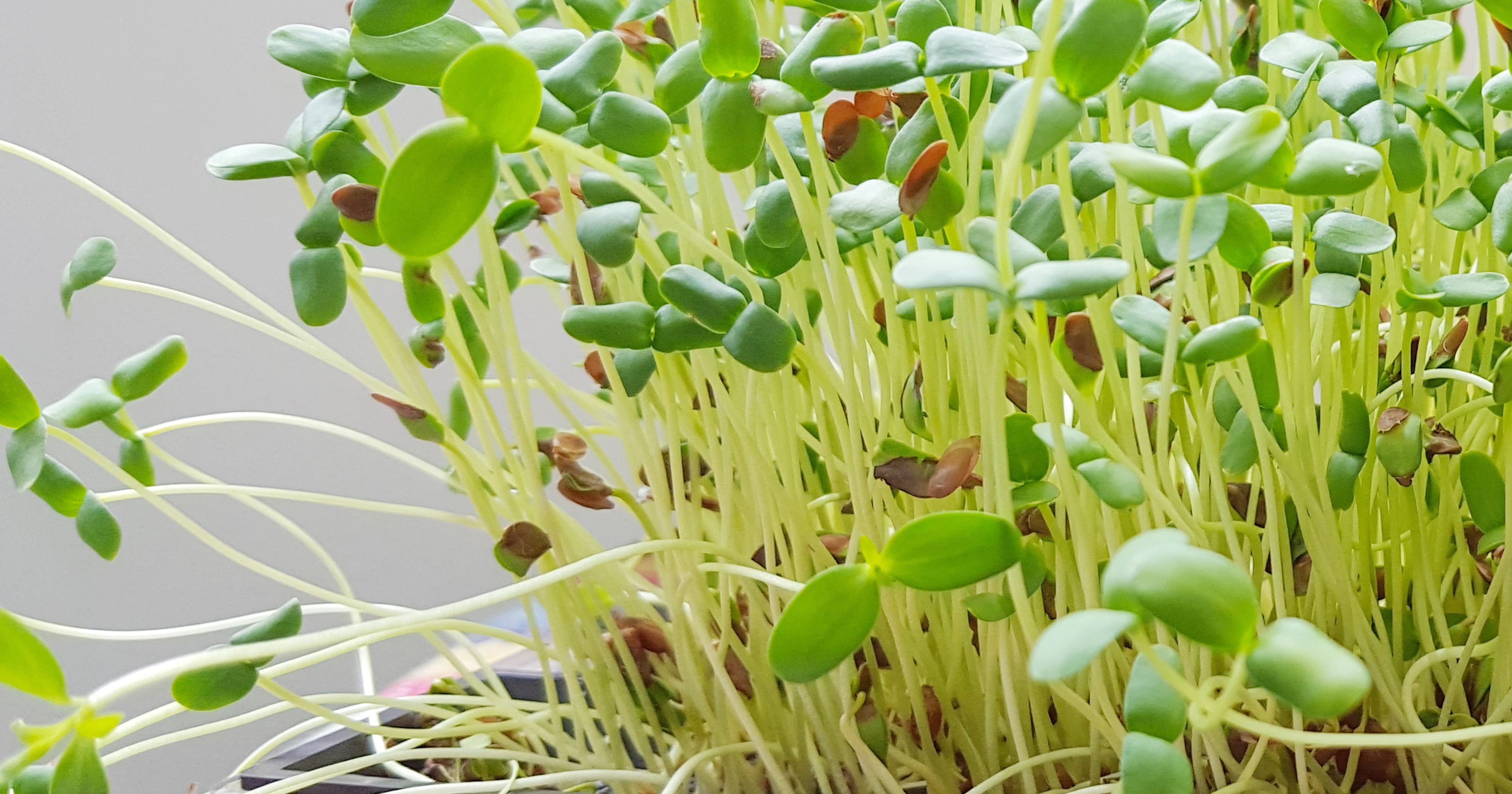 Broccoli Sprouts Nutrition And Benefits Of Sulforaphane