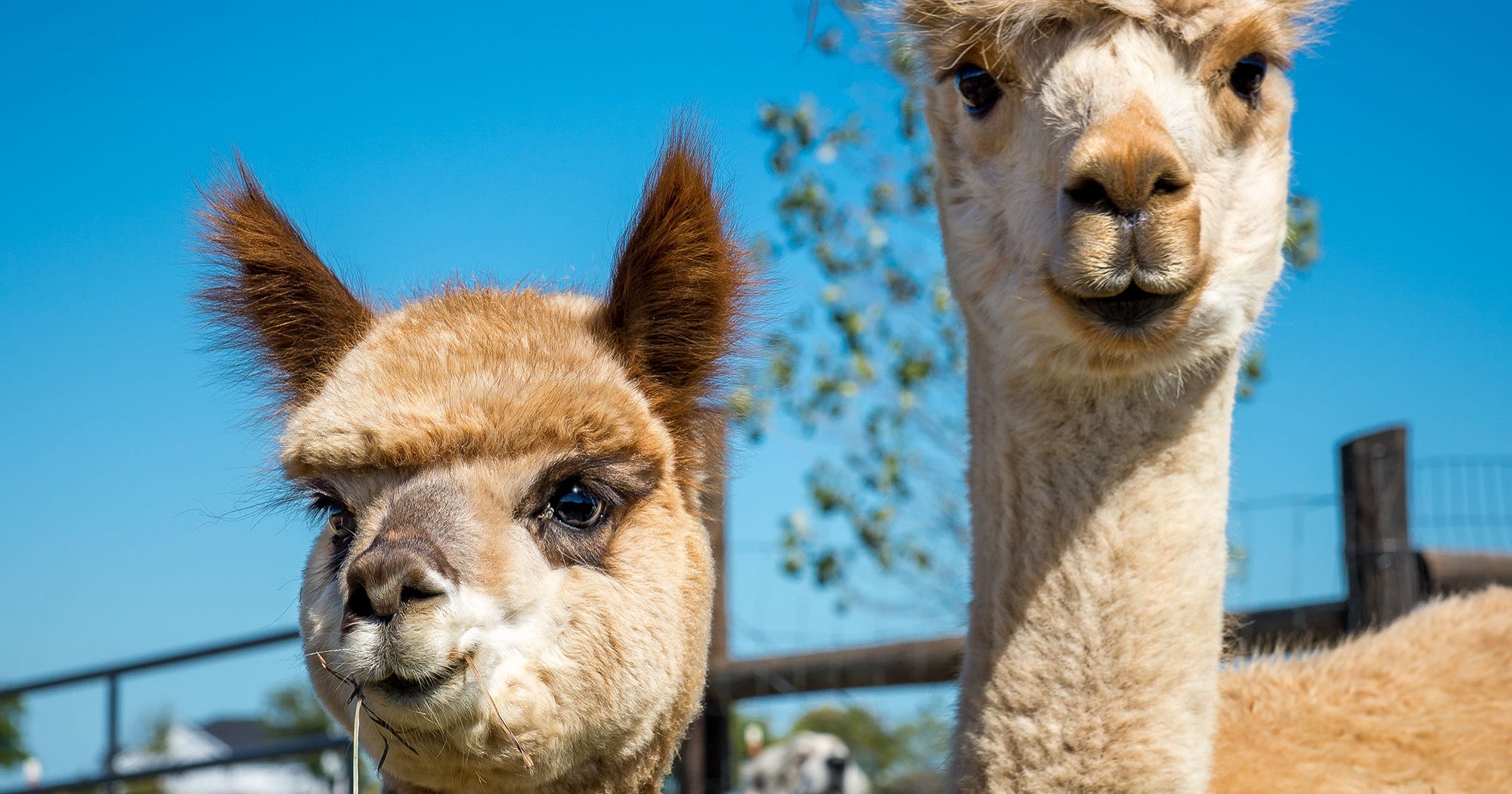 Alpaca Dance Classes At Manitoba Canada Farm