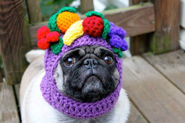 dog fruit hat