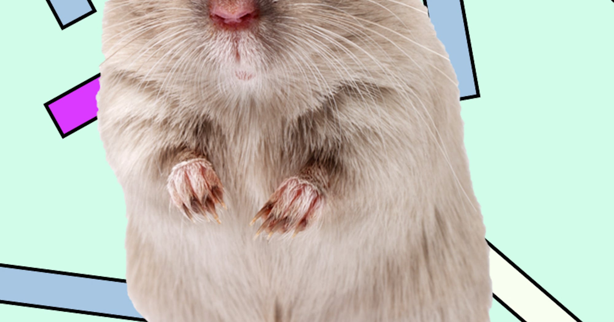 Cute Lab Rats Tickling Brain Experiment