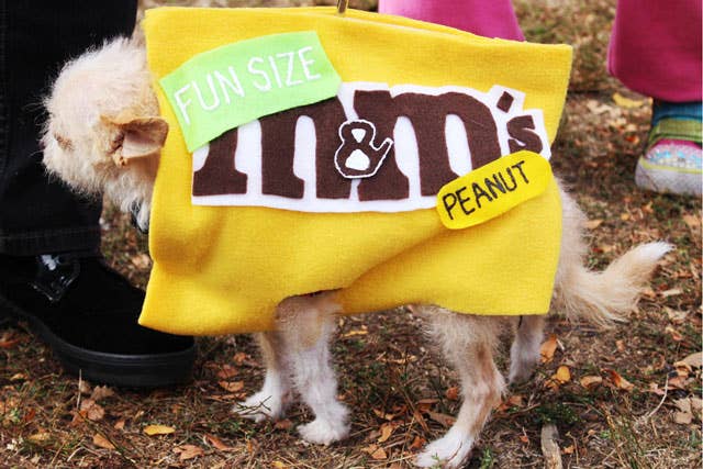 dog eats m&m
