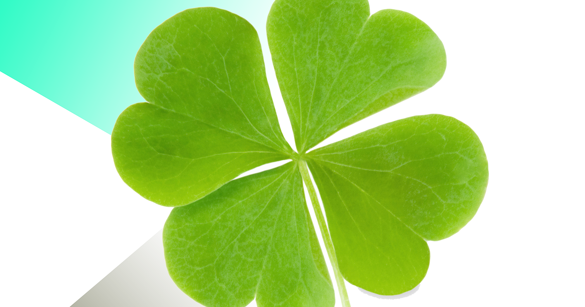 four leaf clover