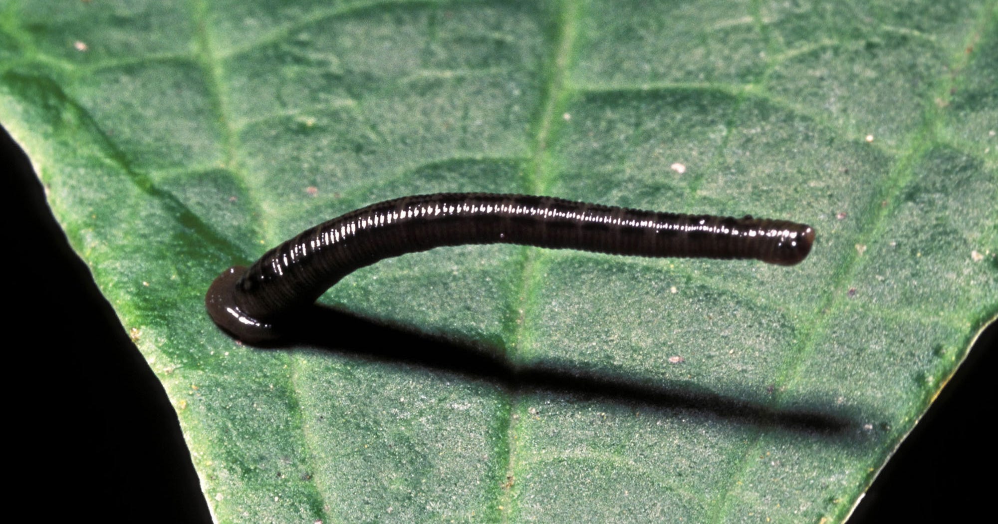 Leech Therapy On The Bachelor What Is It & Is It Safe?