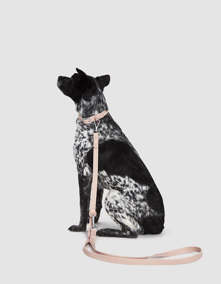 Wild One + FlexPoly Dog Leash