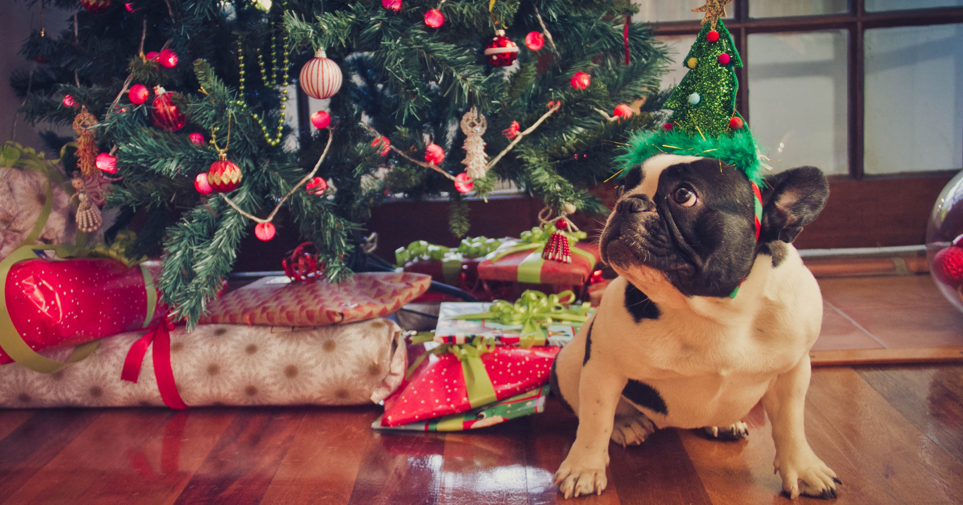 Santa Paws Christmas Market Dogs East London