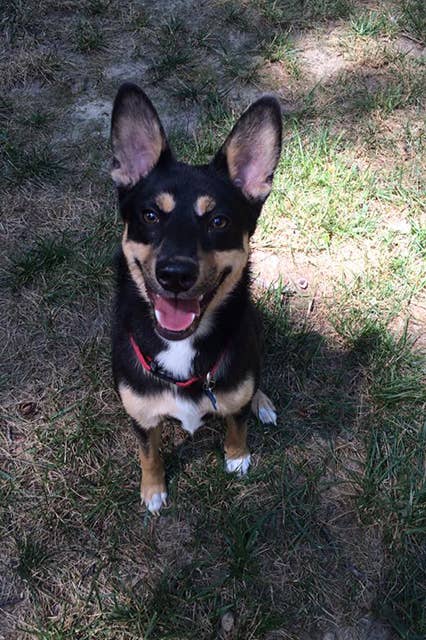 Dogs With Eyebrows National Puppy Day